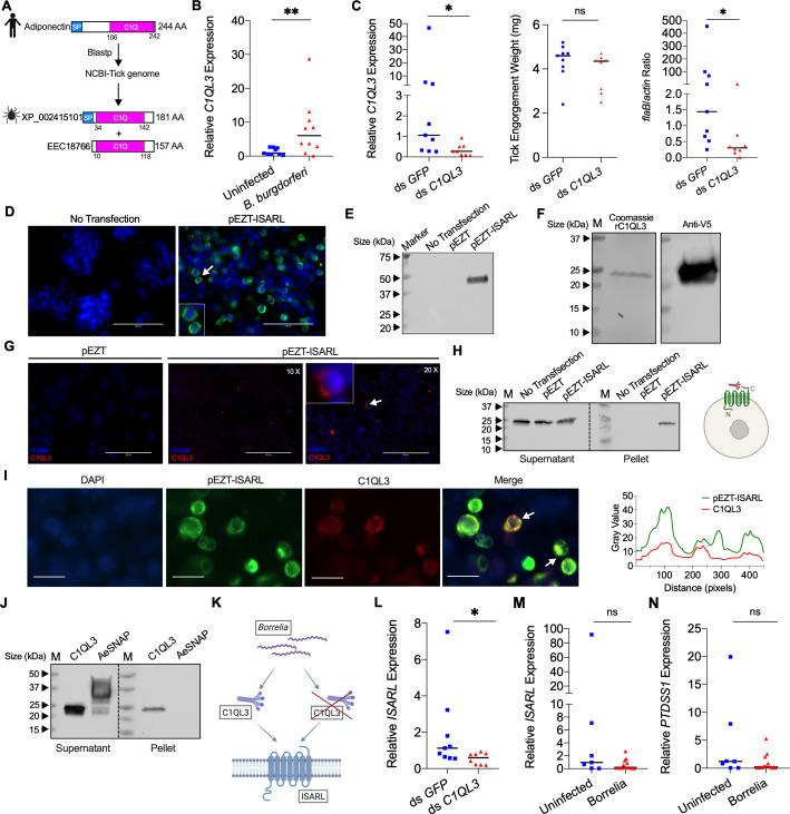 https://cdn.ncbi.nlm.nih.gov/pmc/blobs/9ea3/8639152/9bc1665b84de/elife-72568-fig4.jpg