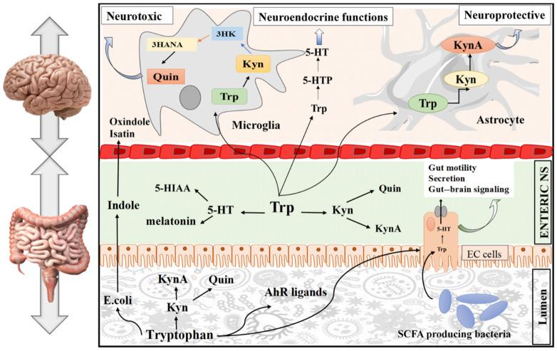 https://cdn.ncbi.nlm.nih.gov/pmc/blobs/9ea4/9413544/e1e84478522a/nutrients-14-03270-g002.jpg