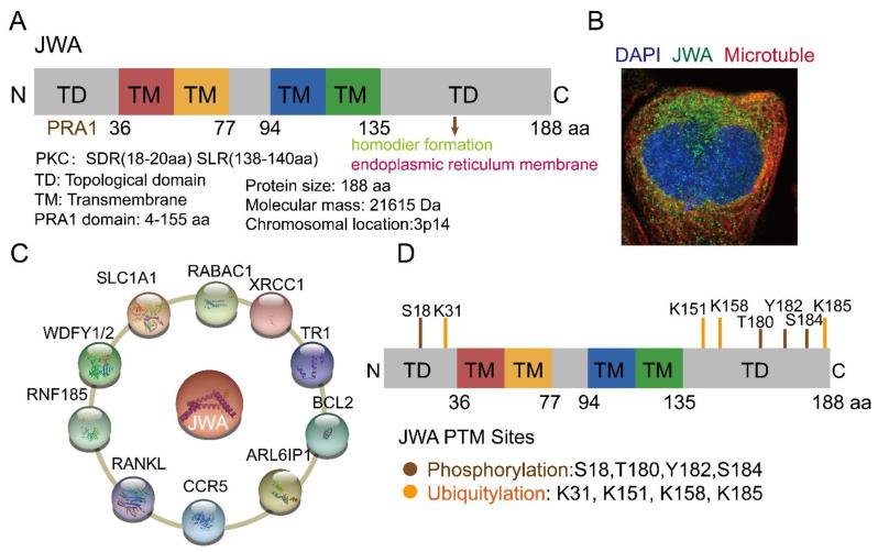 https://cdn.ncbi.nlm.nih.gov/pmc/blobs/9eab/9564207/faa31be4295c/cancers-14-04655-g001.jpg