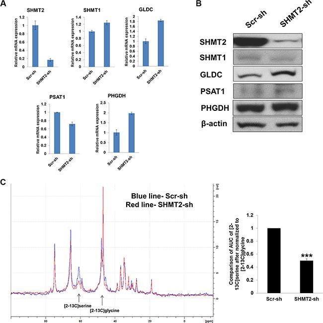 https://cdn.ncbi.nlm.nih.gov/pmc/blobs/9ed4/5288164/9d4966c1537a/oncotarget-07-53005-g002.jpg