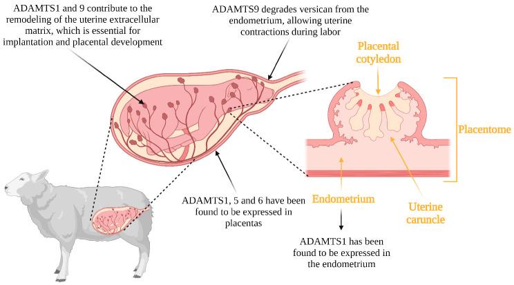 https://cdn.ncbi.nlm.nih.gov/pmc/blobs/9eda/10298273/953785db6081/genes-14-01181-g003.jpg