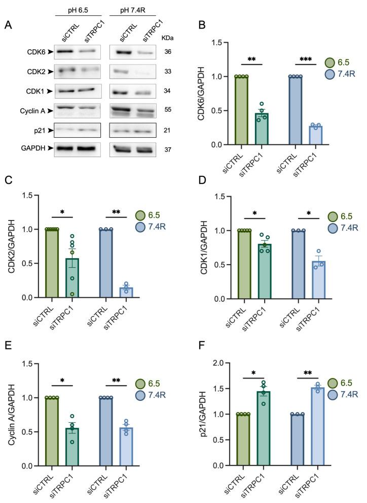 https://cdn.ncbi.nlm.nih.gov/pmc/blobs/9edb/9563726/325551943553/cancers-14-04946-g005.jpg