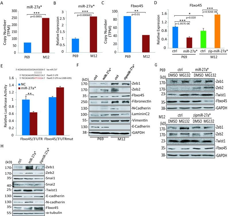 https://cdn.ncbi.nlm.nih.gov/pmc/blobs/9ee6/4359269/8106e734dbf3/oncotarget-06-979-g005.jpg