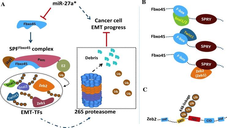 https://cdn.ncbi.nlm.nih.gov/pmc/blobs/9ee6/4359269/b9d91d3896e2/oncotarget-06-979-g007.jpg