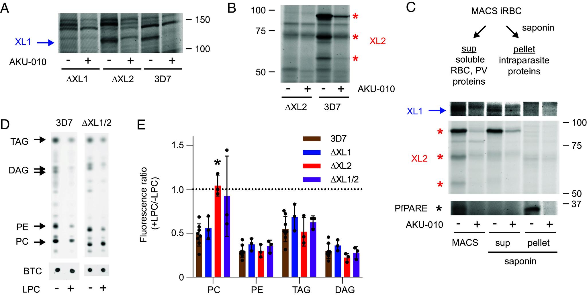 https://cdn.ncbi.nlm.nih.gov/pmc/blobs/9f23/10895272/1914bc919807/pnas.2320262121fig02.jpg
