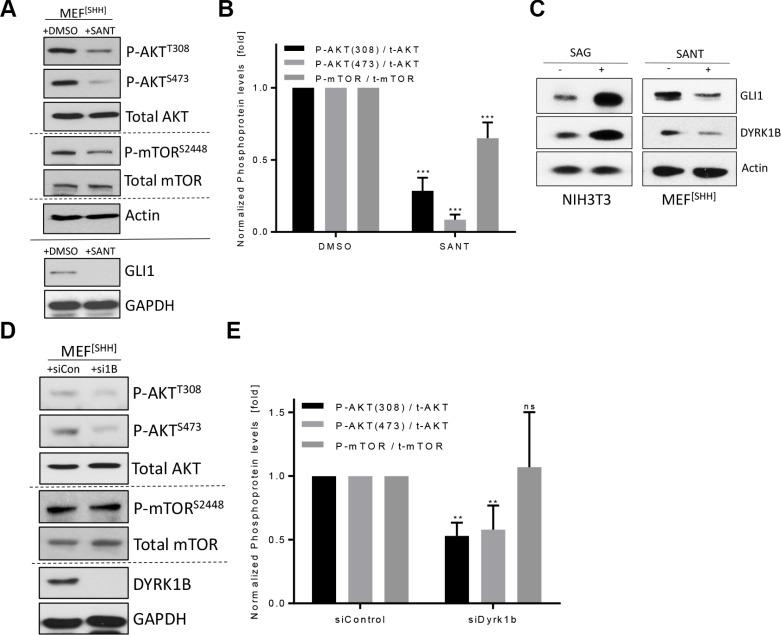 https://cdn.ncbi.nlm.nih.gov/pmc/blobs/9f25/5352201/7bd7030a8a5a/oncotarget-08-833-g004.jpg