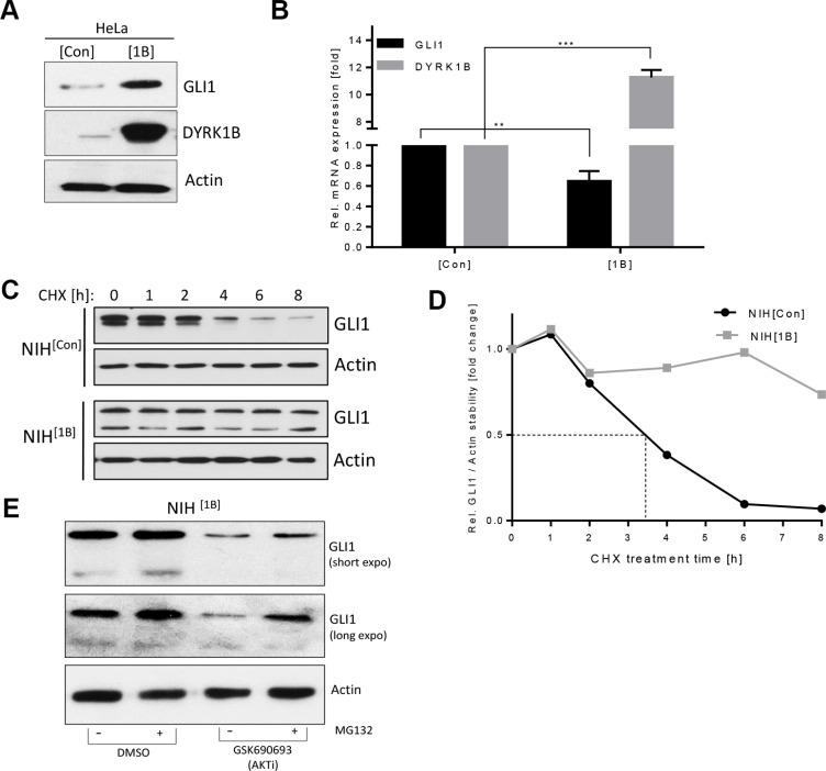 https://cdn.ncbi.nlm.nih.gov/pmc/blobs/9f25/5352201/c089fcc0c016/oncotarget-08-833-g002.jpg