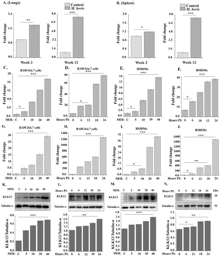 https://cdn.ncbi.nlm.nih.gov/pmc/blobs/9f3b/6562459/c412c11e4a3d/cells-08-00415-g001.jpg
