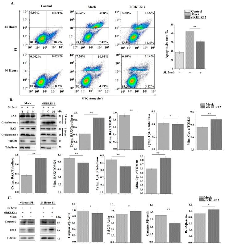 https://cdn.ncbi.nlm.nih.gov/pmc/blobs/9f3b/6562459/e158c2955eb1/cells-08-00415-g005.jpg