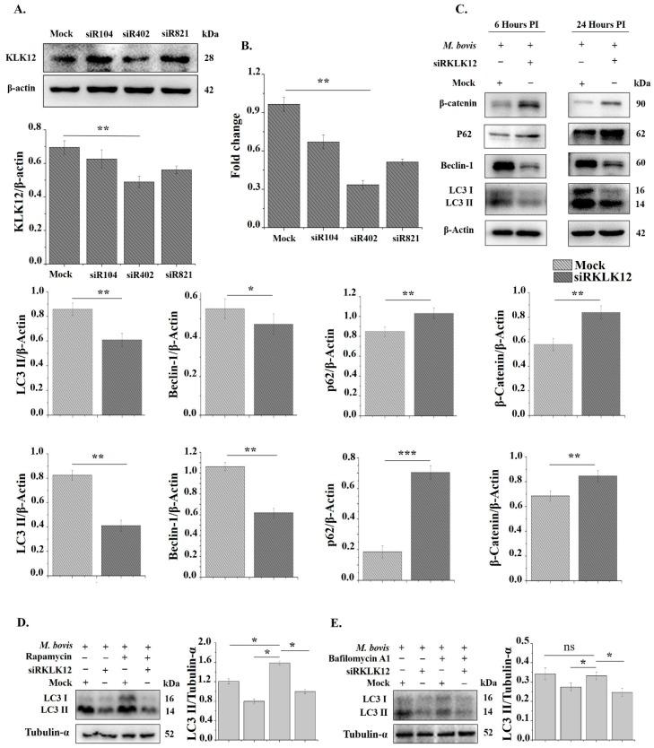 https://cdn.ncbi.nlm.nih.gov/pmc/blobs/9f3b/6562459/e6606382a2b2/cells-08-00415-g003.jpg