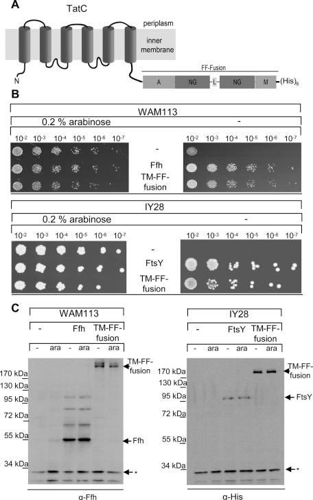https://cdn.ncbi.nlm.nih.gov/pmc/blobs/9f3d/3128533/7f1d1dadcd74/2309fig8.jpg