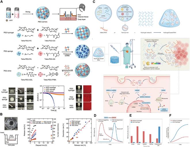 https://cdn.ncbi.nlm.nih.gov/pmc/blobs/9f41/11651419/178430dbfdf8/research.0477.fig.006.jpg