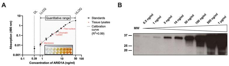 https://cdn.ncbi.nlm.nih.gov/pmc/blobs/9f58/10452747/144105ee1f76/cancers-15-04096-g001.jpg