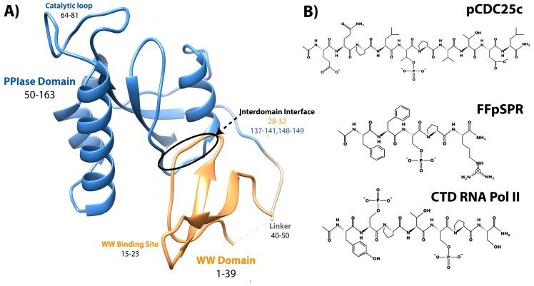 https://cdn.ncbi.nlm.nih.gov/pmc/blobs/9f60/6983177/cf4c6298fd41/molecules-25-00036-g001.jpg