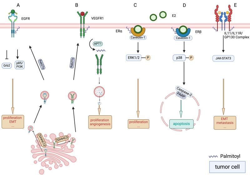 https://cdn.ncbi.nlm.nih.gov/pmc/blobs/9fa1/12243992/c527f71629b7/jcav16p2787g002.jpg