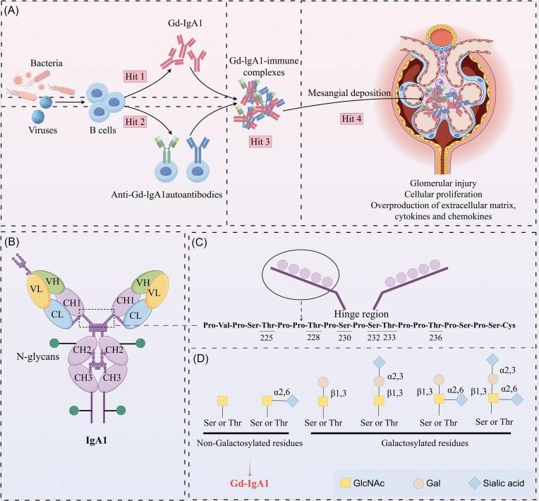 https://cdn.ncbi.nlm.nih.gov/pmc/blobs/9fb7/12368498/29c962748900/pbaf017fig3.jpg