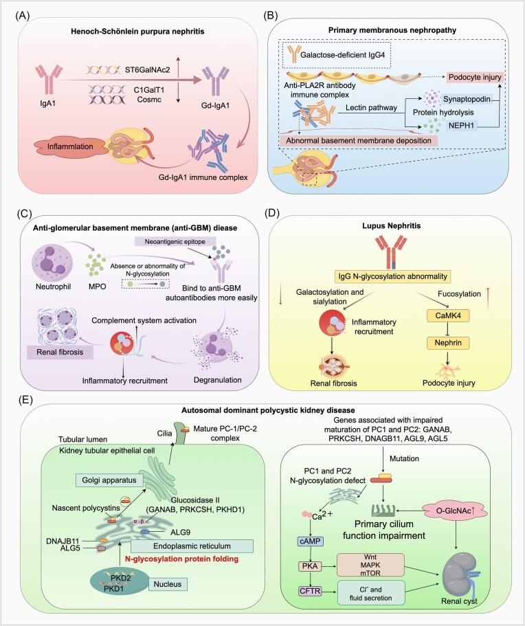 https://cdn.ncbi.nlm.nih.gov/pmc/blobs/9fb7/12368498/486094d333fb/pbaf017fig5.jpg