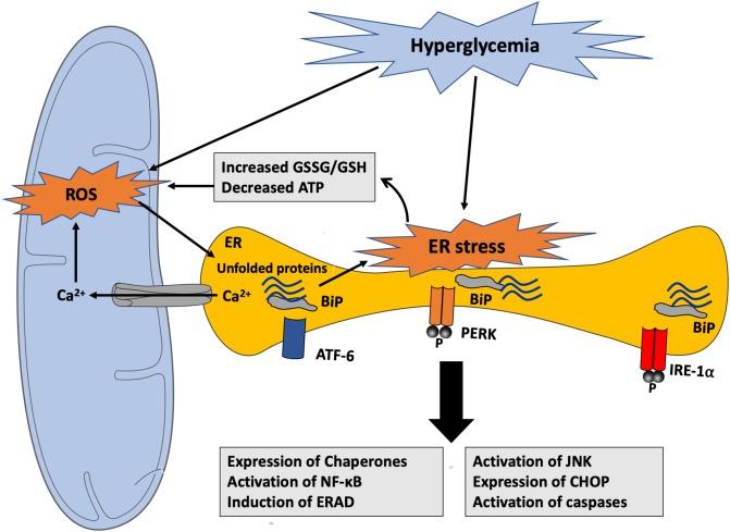 https://cdn.ncbi.nlm.nih.gov/pmc/blobs/9fcb/6378556/ba2ca206139c/fphys-10-00070-g006.jpg