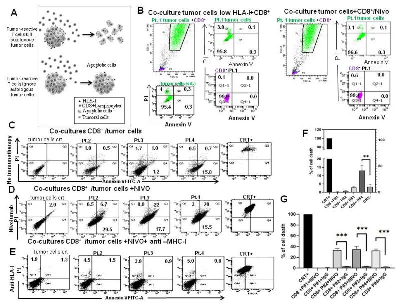 https://cdn.ncbi.nlm.nih.gov/pmc/blobs/9fd0/9322060/296a5e97099a/cancers-14-03414-g006.jpg