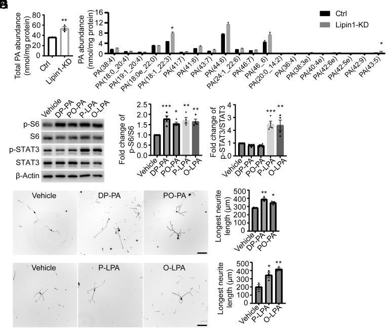 https://cdn.ncbi.nlm.nih.gov/pmc/blobs/9fdc/11441493/1fc0edbace99/pnas.2404395121fig02.jpg