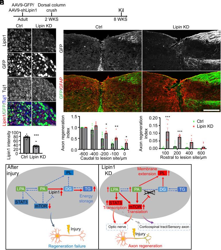 https://cdn.ncbi.nlm.nih.gov/pmc/blobs/9fdc/11441493/a36c7cd13905/pnas.2404395121fig06.jpg