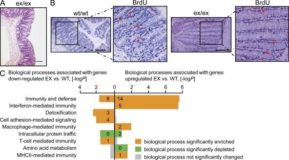 https://cdn.ncbi.nlm.nih.gov/pmc/blobs/a006/2916135/67643966bdc6/JEM_20092366_RGB_Fig3.jpg