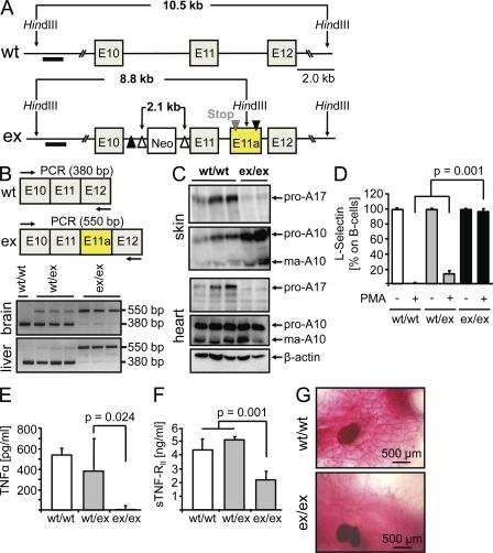 https://cdn.ncbi.nlm.nih.gov/pmc/blobs/a006/2916135/936b061218cb/JEM_20092366_RGB_Fig1.jpg
