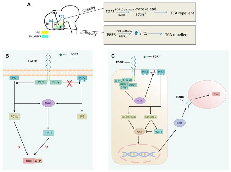 https://cdn.ncbi.nlm.nih.gov/pmc/blobs/a00f/12347462/6ba882bcc8c8/ijms-26-07361-g007.jpg