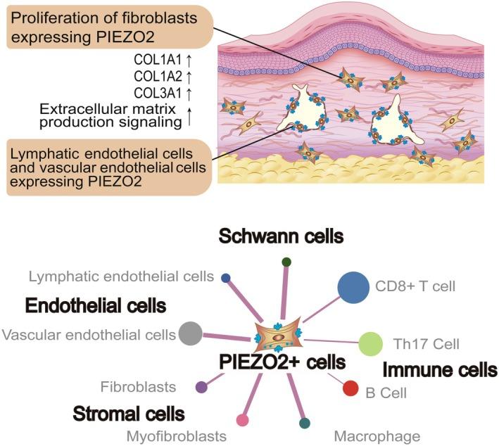 https://cdn.ncbi.nlm.nih.gov/pmc/blobs/a051/12337814/894e71a62c55/PATH-267-105-g003.jpg