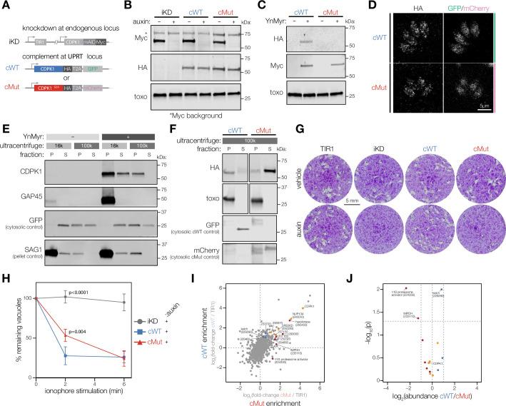 https://cdn.ncbi.nlm.nih.gov/pmc/blobs/a087/10629828/b27b1b95a1e5/elife-85654-fig2.jpg