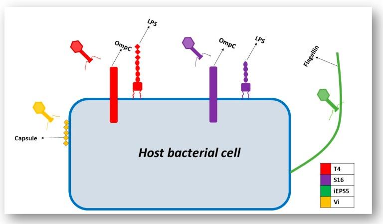 https://cdn.ncbi.nlm.nih.gov/pmc/blobs/a0e0/6630733/cd9d67f5b297/viruses-11-00567-g005.jpg