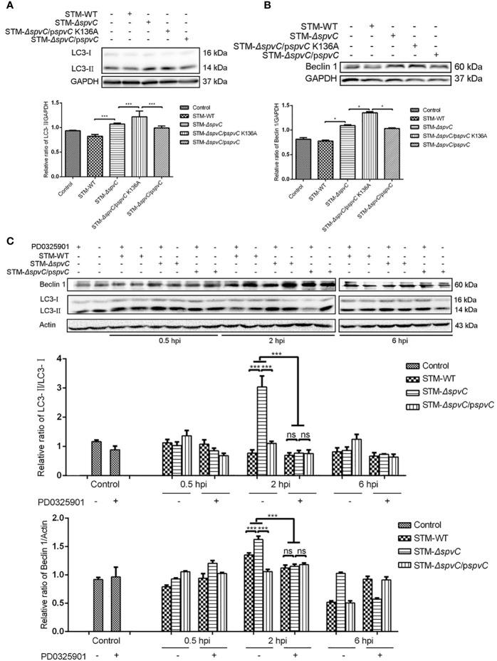 https://cdn.ncbi.nlm.nih.gov/pmc/blobs/a11b/8317172/52e022206d94/fimmu-12-639019-g003.jpg