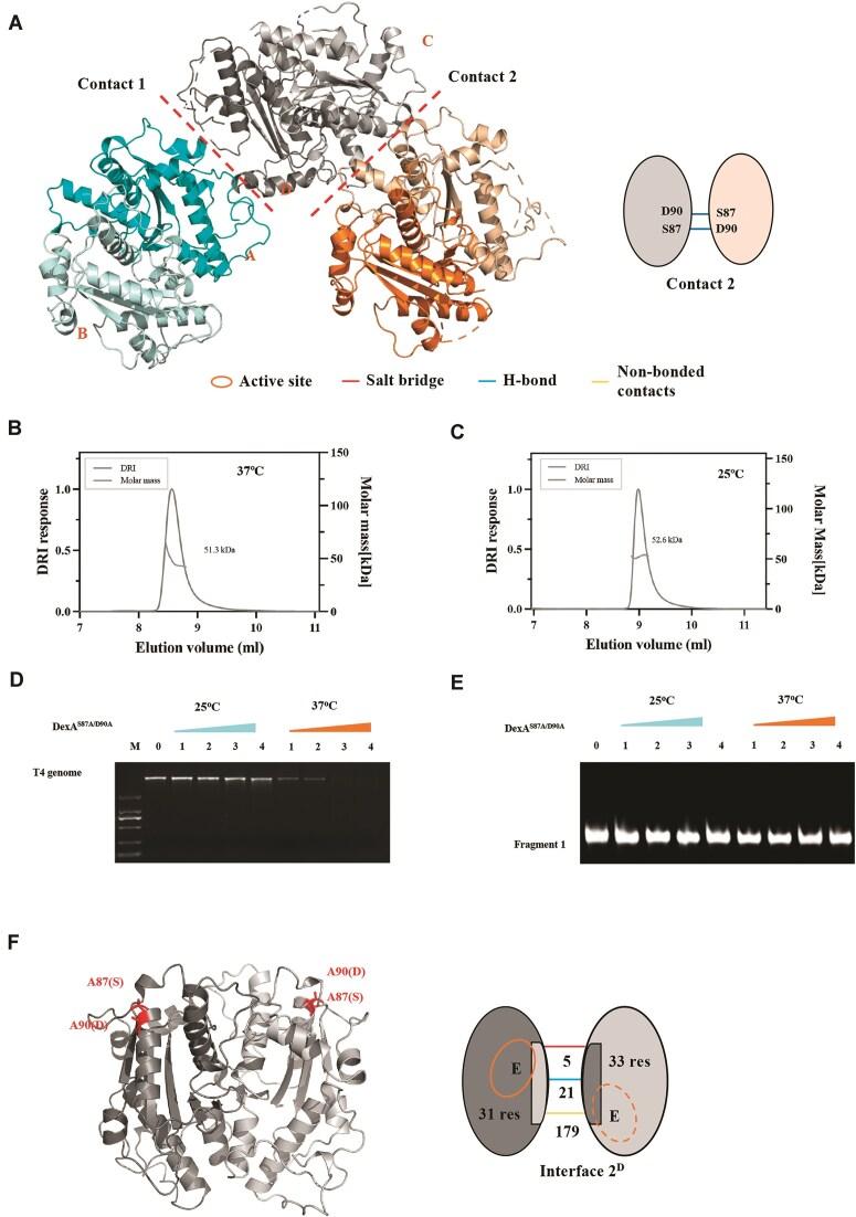 https://cdn.ncbi.nlm.nih.gov/pmc/blobs/a11d/12153337/5658b0facd2f/gkaf501fig4.jpg