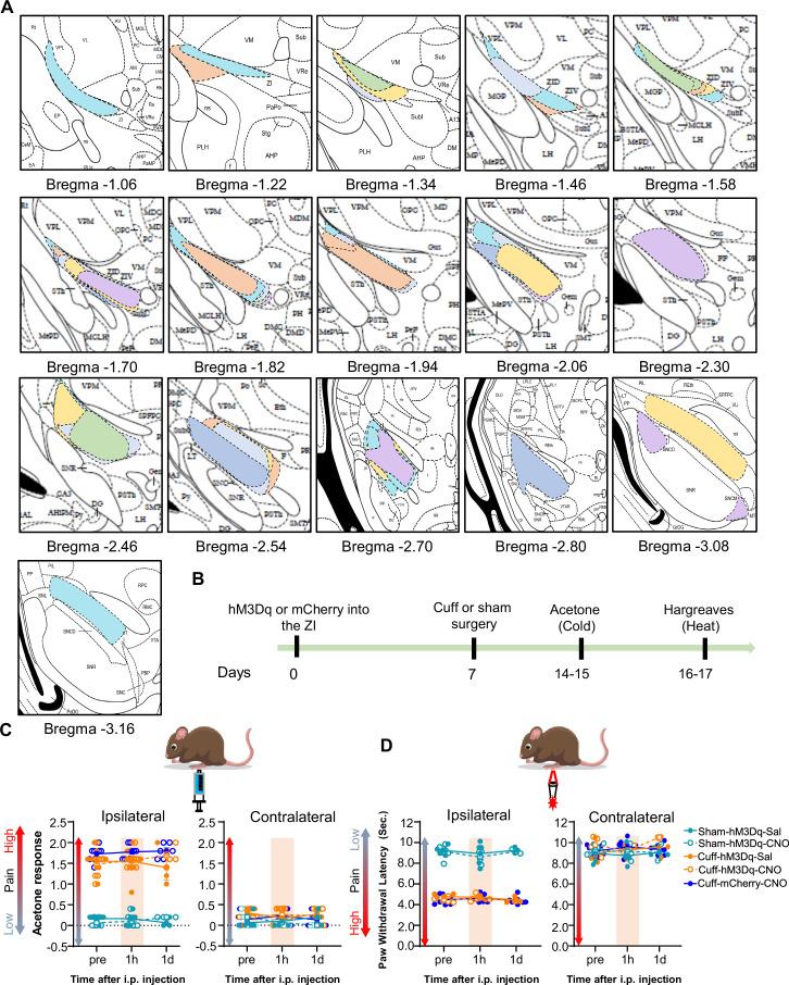 https://cdn.ncbi.nlm.nih.gov/pmc/blobs/a128/9635874/31946027de38/elife-68760-fig4-figsupp2.jpg