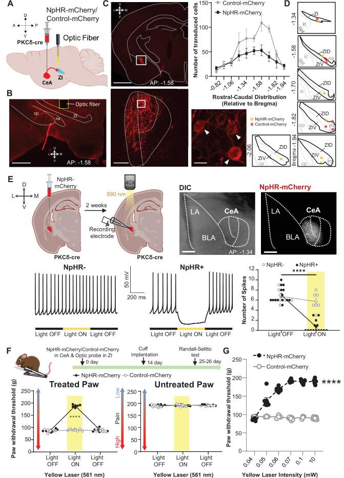 https://cdn.ncbi.nlm.nih.gov/pmc/blobs/a128/9635874/42842e9e0448/elife-68760-fig5.jpg