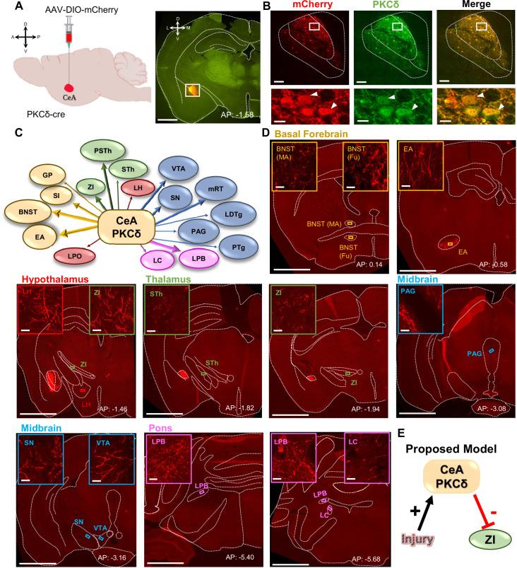 https://cdn.ncbi.nlm.nih.gov/pmc/blobs/a128/9635874/913b66b6aa98/elife-68760-fig1.jpg