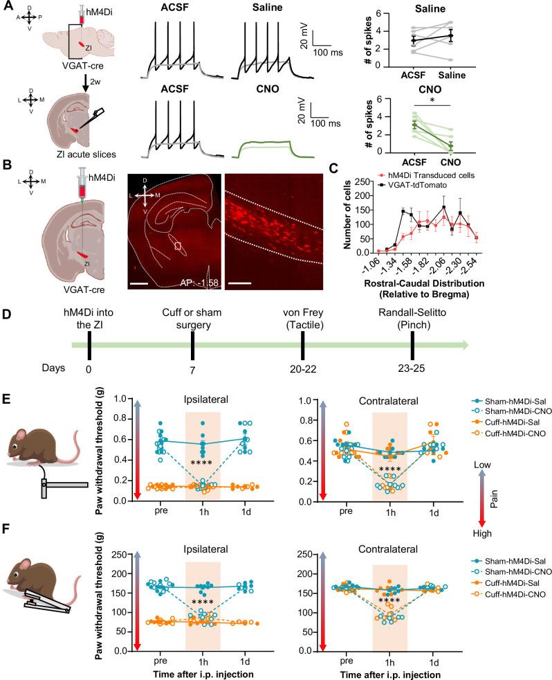 https://cdn.ncbi.nlm.nih.gov/pmc/blobs/a128/9635874/923476ceaef9/elife-68760-fig3.jpg