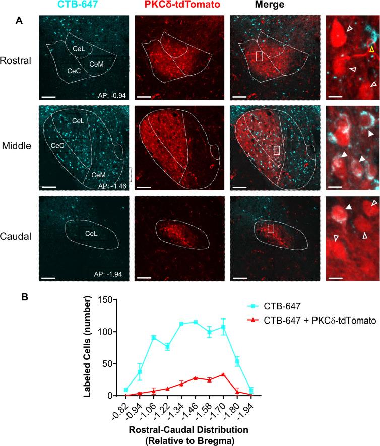 https://cdn.ncbi.nlm.nih.gov/pmc/blobs/a128/9635874/ce445e5e4b4f/elife-68760-fig2-figsupp1.jpg