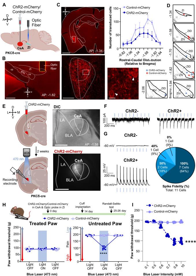 https://cdn.ncbi.nlm.nih.gov/pmc/blobs/a128/9635874/dcd55133d12d/elife-68760-fig7.jpg