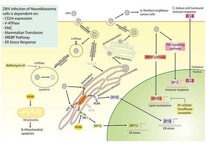 https://cdn.ncbi.nlm.nih.gov/pmc/blobs/a166/11187620/8b2549f9188a/f1000research-12-166562-g0007.jpg