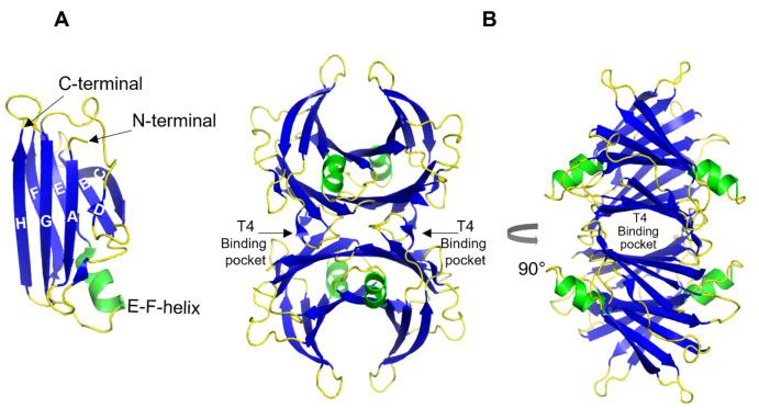 https://cdn.ncbi.nlm.nih.gov/pmc/blobs/a16d/8946693/15a6a28dfc4f/biomolecules-12-00446-g002.jpg