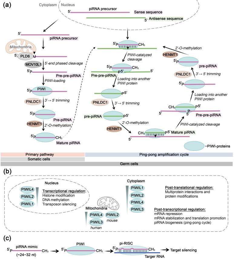 https://cdn.ncbi.nlm.nih.gov/pmc/blobs/a192/12292337/3360c36541ef/biomolecules-15-00965-g007.jpg