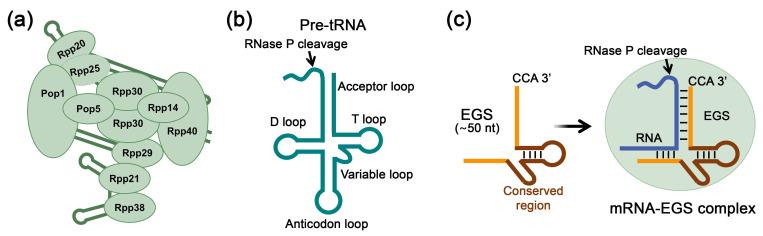 https://cdn.ncbi.nlm.nih.gov/pmc/blobs/a192/12292337/593a1596736f/biomolecules-15-00965-g003.jpg