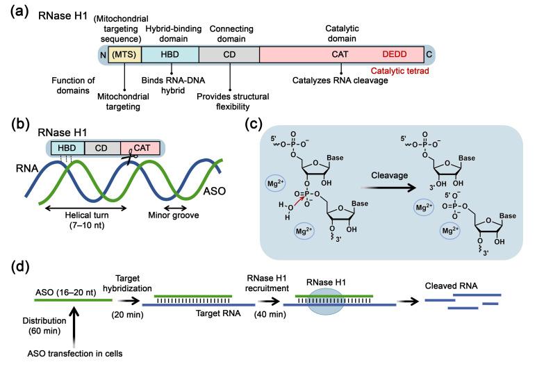 https://cdn.ncbi.nlm.nih.gov/pmc/blobs/a192/12292337/c89b4d553993/biomolecules-15-00965-g001.jpg