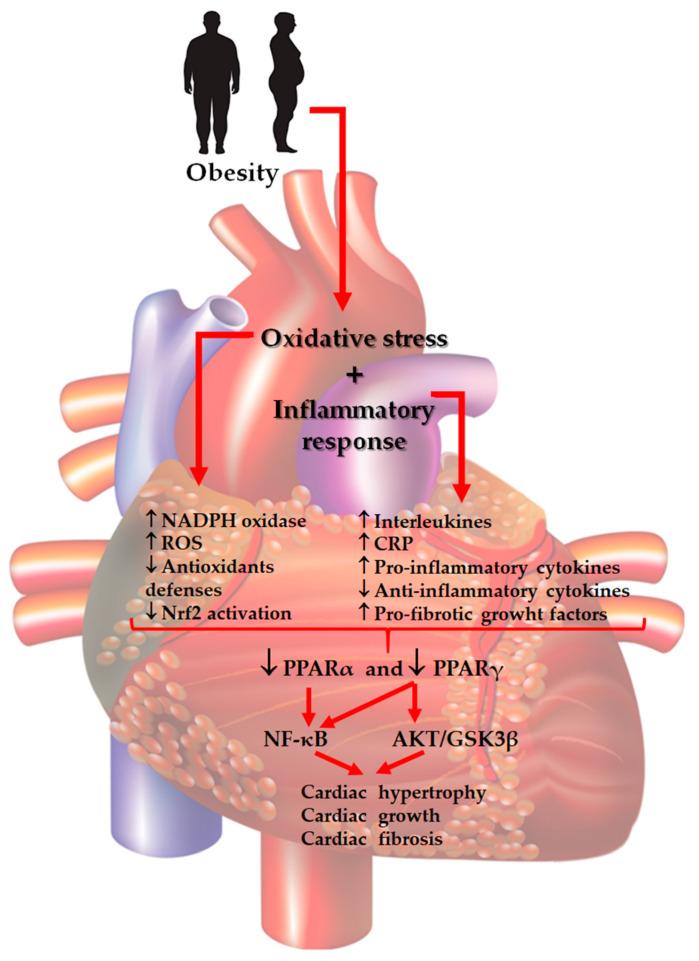 https://cdn.ncbi.nlm.nih.gov/pmc/blobs/a197/8000147/9fc3a2d710e2/cells-10-00629-g002.jpg