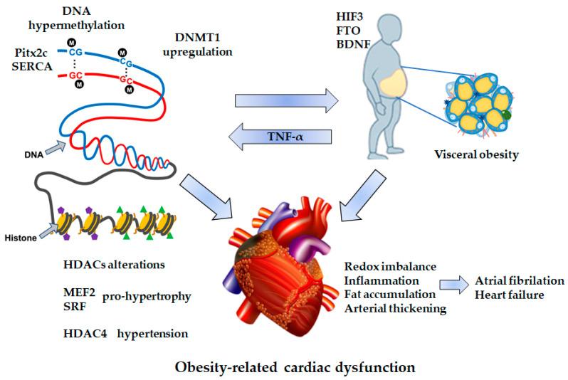 https://cdn.ncbi.nlm.nih.gov/pmc/blobs/a197/8000147/cb037edd8249/cells-10-00629-g003.jpg