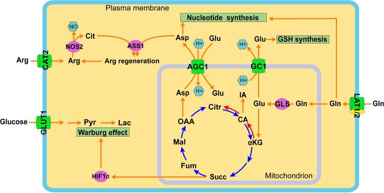 https://cdn.ncbi.nlm.nih.gov/pmc/blobs/a1ba/9426538/645b6a367a18/mbio.01274-22-f005.jpg