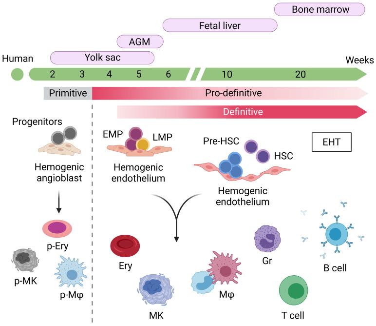 https://cdn.ncbi.nlm.nih.gov/pmc/blobs/a1cc/8623953/b5735660cc6a/cells-10-03250-g001.jpg