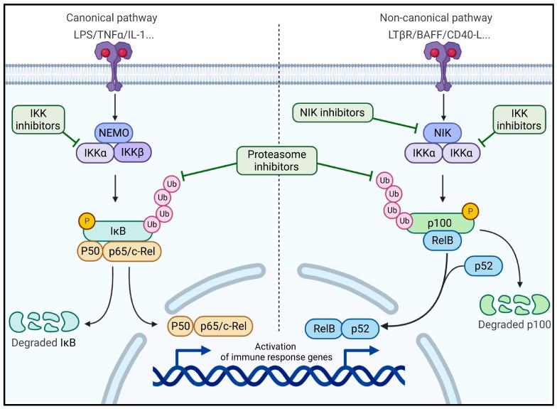 https://cdn.ncbi.nlm.nih.gov/pmc/blobs/a1d0/9139536/7e05e592de00/cancers-14-02392-g002.jpg