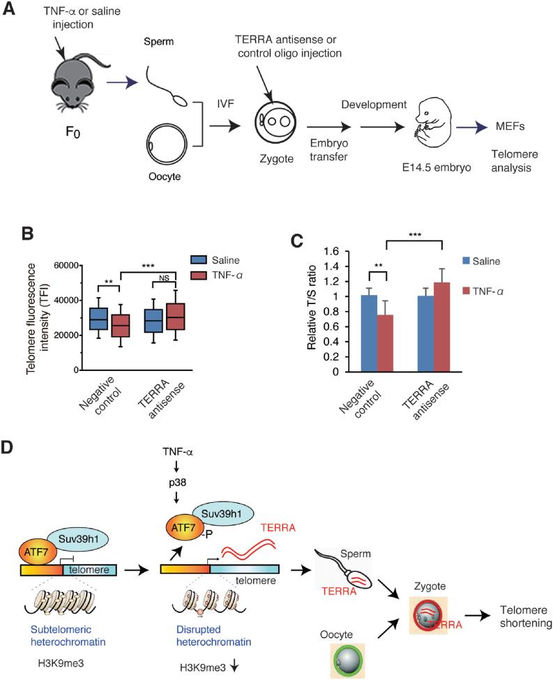 https://cdn.ncbi.nlm.nih.gov/pmc/blobs/a1ef/6326783/97a41665ff0f/gky1149fig7.jpg